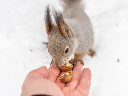 Squirrel in the winter eating nuts from a man's hand. Caring for animals in winter or autumn. Eurasian red squirrel, Sciurus vulgarisの写真素材