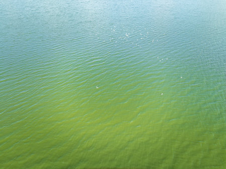 Aerial view of seagulls over lake in green nature. White birds flying over pond in lush natureの写真素材