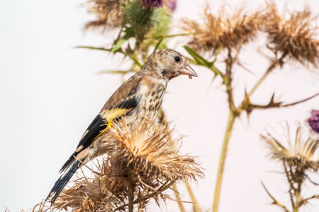 European goldfinch with juvenile plumage, feeding on the seeds of thistles. Juvenile European goldfinch or simply goldfinch, latin name Carduelis carduelis, Perched on a Branch of thistleの写真素材