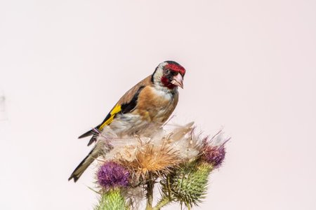 European goldfinch, feeding on the seeds of thistles. European goldfinch or simply goldfinch, latin name Carduelis carduelis, Perched on a Branch of thistleの写真素材