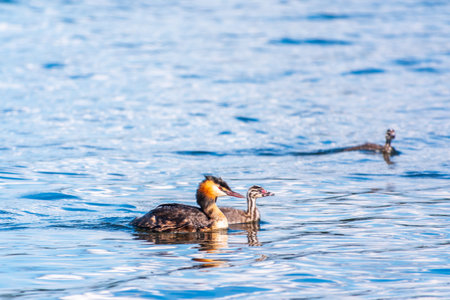 The waterfowl bird, great crested grebe with chick, swimming in the lake. The great crested grebe,...