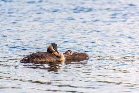 The waterfowl bird, great crested grebe with chick, swimming in the lake. The great crested grebe,...