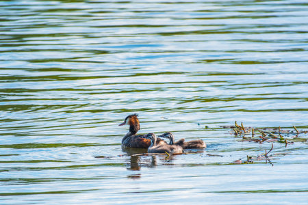 The waterfowl bird, great crested grebe with chick, swimming in the lake. The great crested grebe,...