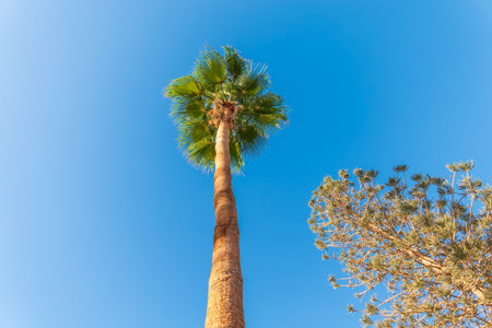 Palm tree with green leaves on blue background. Palm Trees - Perfect palm trees against a beautiful blue skyの写真素材
