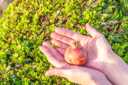 Woman's hands picking up fruit from tree. Orchard with big red pomegranates in Israel. Autumn - collection season harvest of ripe pomegranates. Fruits very useful for healthy lifestyle.の写真素材