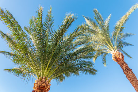 Palm tree with green leaves on blue background. Palm Trees - Perfect palm trees against a beautiful blue skyの写真素材