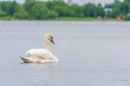 Graceful white Swan swimming in the lake, swans in the wild. Portrait of a white swan swimming on a lake. The mute swan, latin name Cygnus olor.の写真素材