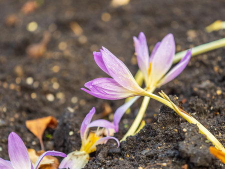 Autumn purple crocuses bloomed above the ground. Close-up of a group of violet blossoms of crocus.の写真素材