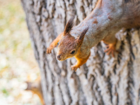 Portrait of a squirrel on a tree trunk. A curious red squirrel peeks out from behind a tree trunkの写真素材