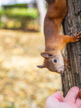 A squirrel in the autumn eats nuts from a human hand. Eurasian red squirrel, Sciurus vulgaris.の写真素材