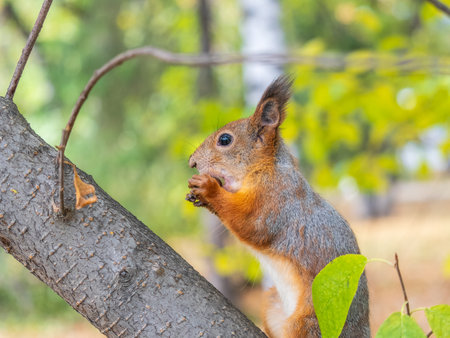 The squirrel with nut sits on tree in the autumn. Eurasian red squirrel, Sciurus vulgaris. Portrait of a squirrel in autumnの写真素材