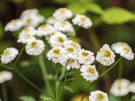 Fully open blooming Common daisy, Bellis perennis or English, Meadow, Lawn daisy herbaceous perennial plant with large white flower and yellow centerの写真素材