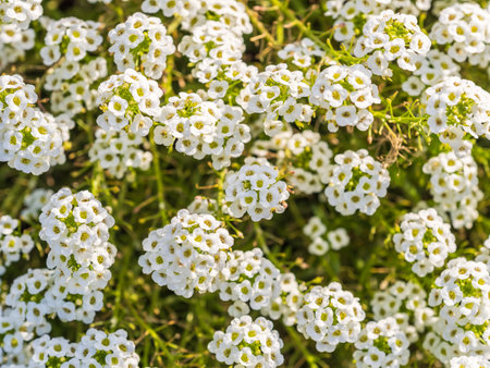 White and yellow daisy flowers on a green blurred background. Matricaria chamomilla, syn. Matricaria recutitaの写真素材