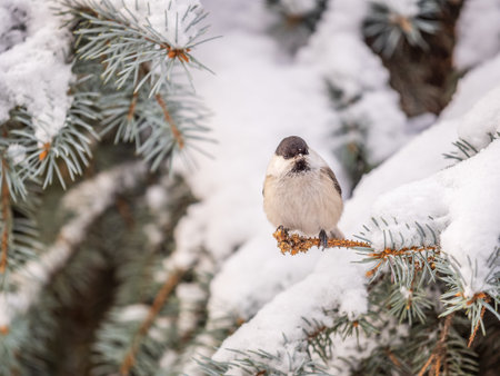 Cute bird the willow tit, song bird sitting on the fir branch with snow in winter. Willow tit perching on tree in winter. The willow tit, lat. Poecile montanus.の写真素材