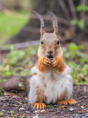 Squirrel eats a nut while sitting in green grass. Eurasian Red squirrel, Sciurus vulgaris, sitting in grass and eating nut against bright green backgroundの写真素材