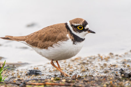 Little ringed plover in natural habitat. Portrait of Little ringed plover, bird standing on lake shore, Charadrius dubiusの写真素材