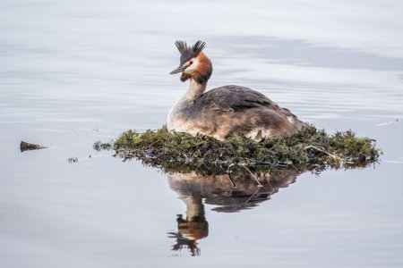 Great Crested Grebe, Podiceps cristatus, water bird sitting on the nest, nesting time on the green lake, bird in the nature habitat. Elegant waterbird in the family Podicipedidae nesting on lake.の写真素材