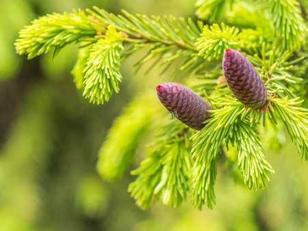A young female cone of ordinary spruce, it is pink and its scales invitingly open in anticipation of pollen. Young cones of a Blue Spruce. Young fir cone on the fir tree branch in spring.の写真素材