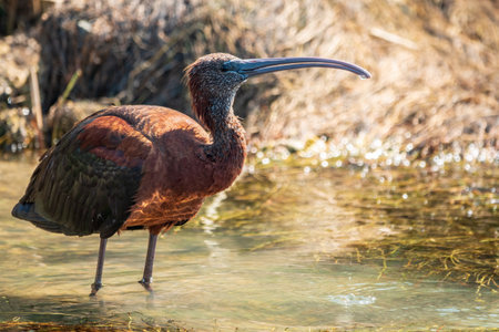 The glossy ibis, latin name Plegadis falcinellus, searching for food in the shallow lagoon. A brown ibis stands in the water on the shore of the lake.の写真素材