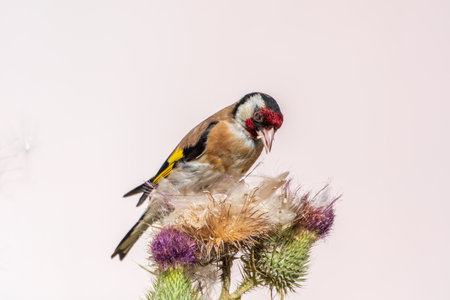 European goldfinch, feeding on the seeds of thistles. European goldfinch or simply goldfinch, latin name Carduelis carduelis, Perched on a Branch of thistleの写真素材