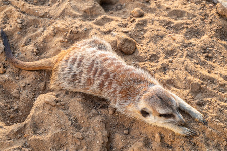 Meerkat suricatta family wildlife picture. Portrait of meerkatの写真素材