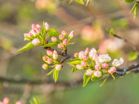 White blossoming apple trees. White apple tree flowers. Spring season, spring colorsの写真素材