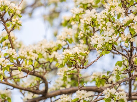White blossoming apple trees. White apple tree flowers. Spring season, spring colorsの写真素材