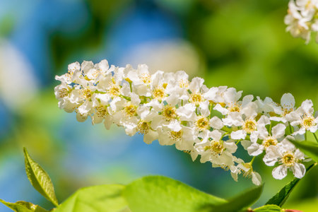White flowers blooming bird cherry. Bird Cherry Tree in Blossom. Close-up of a Flowering Prunus padus Tree with White Little Blossoms. Blooming Sweet Bird-Cherry Tree in Spring. Springtime concept.の写真素材