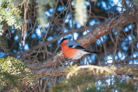 Bullfinch sitting on a branch. Beautiful bird with a red breast on a branch in winter. The Eurasian bullfinch, common bullfinch or bullfinch, lat. Pyrrhula pyrrhulaの写真素材