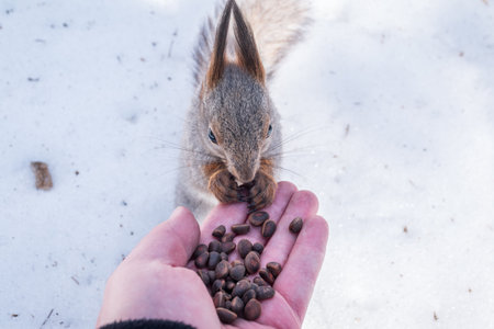 Squirrel in the winter eating nuts from a man's hand. Caring for animals in winter or autumn. Eurasian red squirrel, Sciurus vulgarisの写真素材