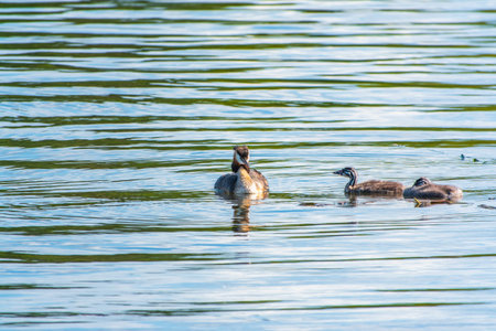 The waterfowl bird, great crested grebe with chick, swimming in the lake. The great crested grebe,...
