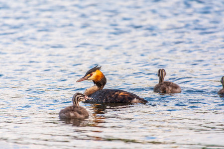 The waterfowl bird, great crested grebe with chick, swimming in the lake. The great crested grebe, Podiceps cristatus, is a member of the grebe family of water birds.の写真素材