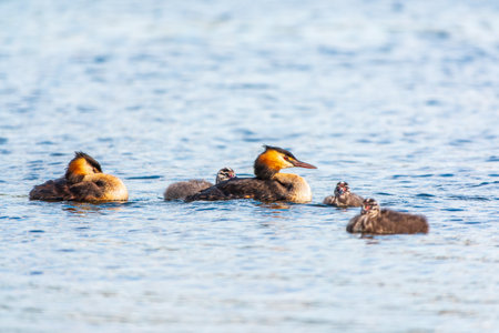 The waterfowl bird, great crested grebe with chick, swimming in the lake. The great crested grebe, Podiceps cristatus, is a member of the grebe family of water birds.の写真素材