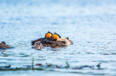 The waterfowl bird, great crested grebe with chick, swimming in the lake. The great crested grebe,...