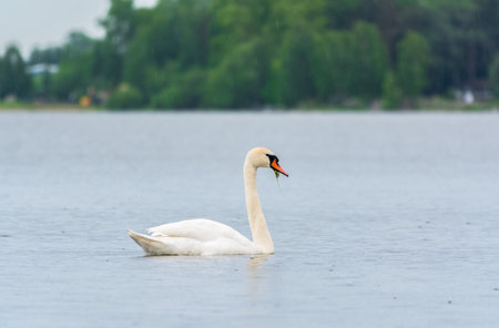 Graceful white Swan swimming in the lake, swans in the wild. Portrait of a white swan swimming on a lake. The mute swan, latin name Cygnus olor.の写真素材