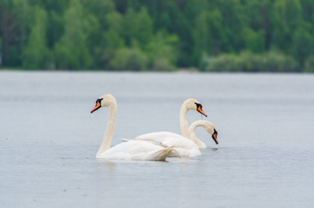 Three graceful white swans swims in the lake, swans in the wild. The mute swan, latin name Cygnus olor.の写真素材