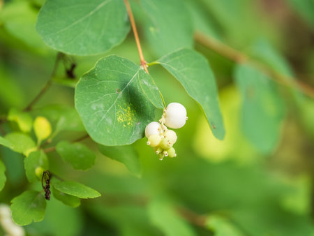 Snowberry shrub with white berries in autumn, also known as ghostberry and waxberry, popular ornamental garden plant. Latin name Symphoricarpos albusの写真素材