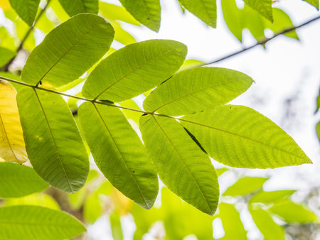 Yellow autumn leaves of Juglans mandshurica, Manchurian walnut. Selective focus. Blurred autumn...