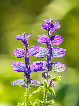 Blue Salvia farinacea flowers, or Mealy Cup Sage. A beautiful, brightly colored and eye-catching,...