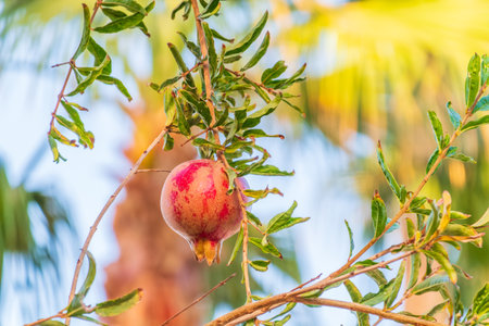 Red ripe pomegranate fruits grow on pomegranate tree in a garden, ready for harvest. Punica granatum fruit. Organic agriculture. Ripe pomegranate in an orchardの写真素材