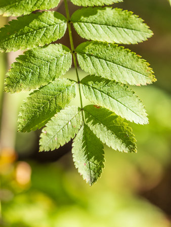 Sunlight shining through green leaves. Green leaves background. Selective and soft focus.の写真素材