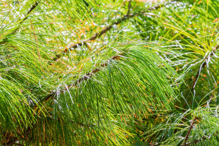 Cedar branches with long fluffy needles with a beautiful blurry background. Pinus sibirica, or...