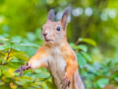 Autumn Squirrel standing on its hind legs on on green grass with fallen yellow leaves. Eurasian red squirrel, Sciurus vulgarisの写真素材