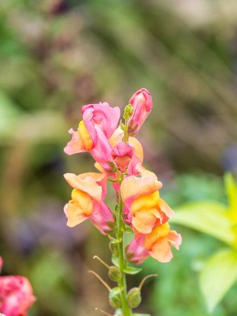 Pink flowers in the garden called Snapdragon or Antirrhinum majus. Pink antirrhinum or dragon flowers or snapdragons in the outdoors. Pink flowers.の写真素材