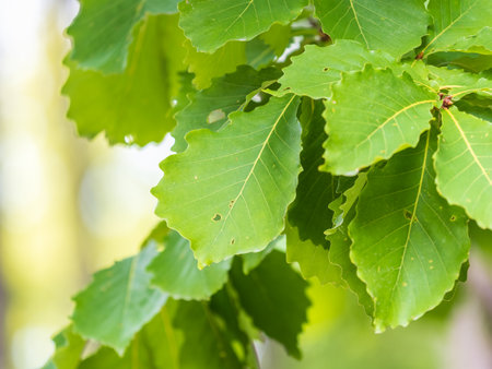 Oak branches with green leaves.の写真素材