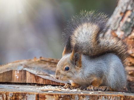 A squirrel sits on a stump and eats nuts in autumn. Eurasian red squirrel, Sciurus vulgarisの写真素材