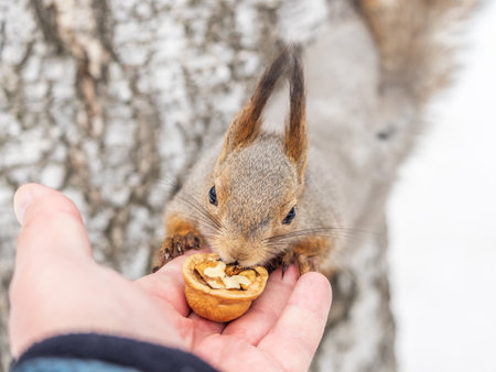 Squirrel in the winter eating nuts from a man's hand. Caring for animals in winter or autumn. Eurasian red squirrel, Sciurus vulgarisの写真素材