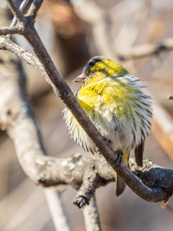 Eurasian siskin male, latin name spinus spinus, sitting on branch of tree. Cute little yellow...