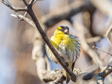 Eurasian siskin male, latin name spinus spinus, sitting on branch of tree. Cute little yellow songbird. Bird in wildlife.の写真素材