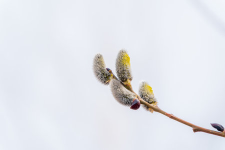 Nature awakes in spring. Blooming willow twigs and furry willow-catkins, so called seals or cats....